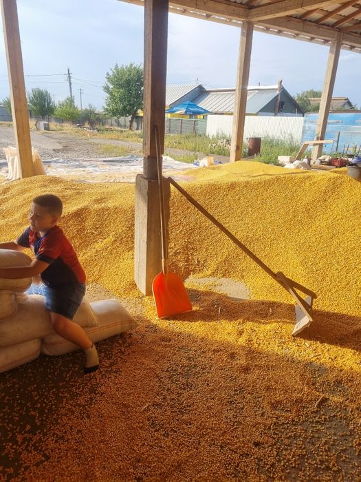 Porumb boabe recolta 2025