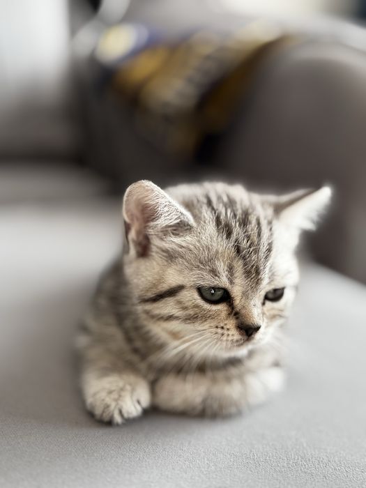 Продам породистую