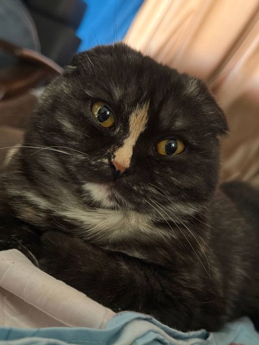 Scottish fold. 10 месяцев, девочка домашняя