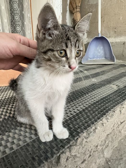 Отдадим котят в хорошие руки