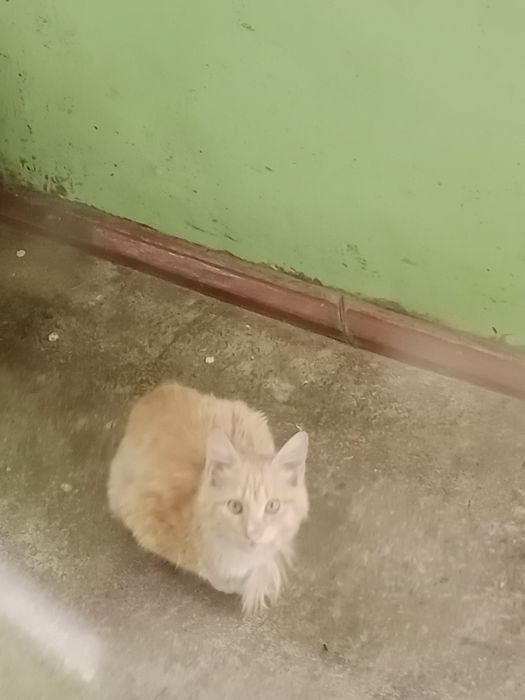 Котята,3 месяца,разные