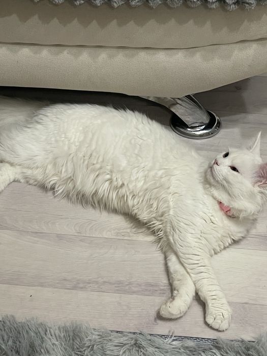 Отдам котика 7 месяцев