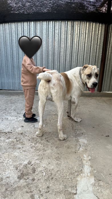 Alabay sotiladi 1.5yosh