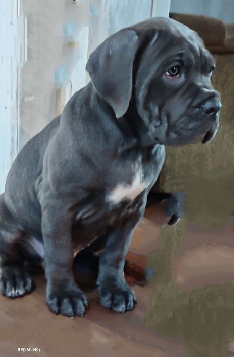 Кане Корсо. Девочка