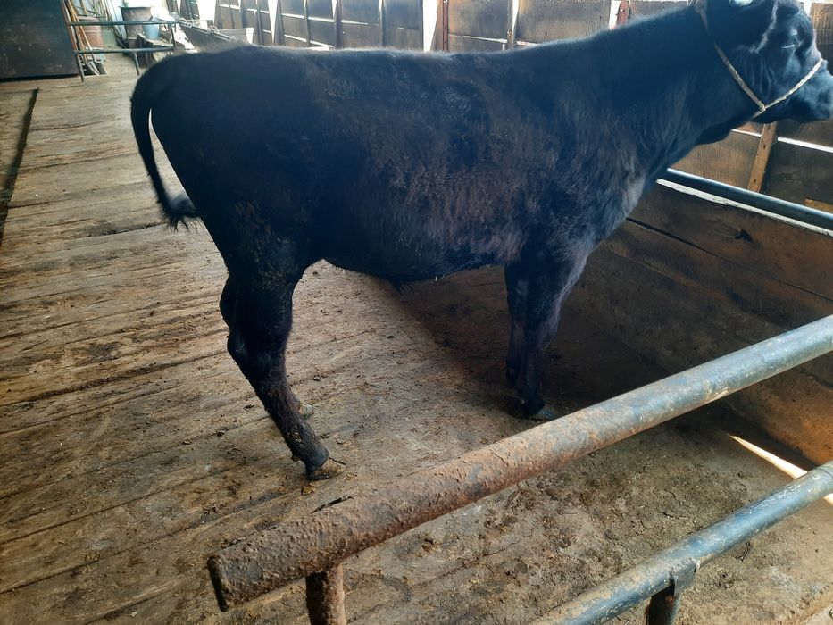 Бұқалар сатылады