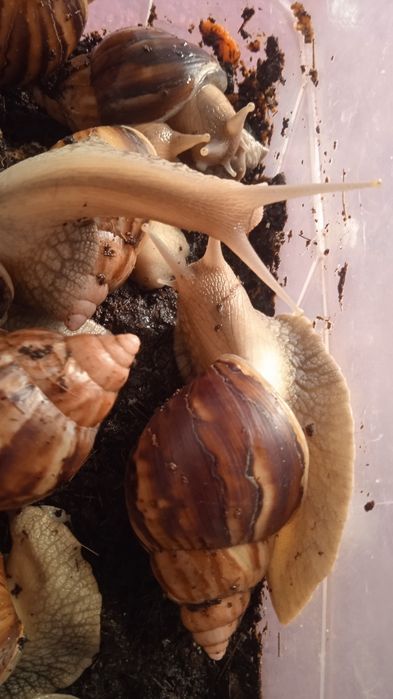 Улиткалар сотувда