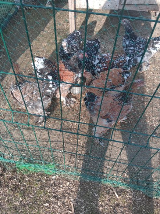 Pui Brahma  porțelan