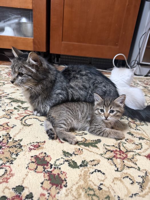 Котята добрые красивые ловят мышей