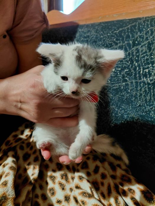 Котята девочки в добрые руки