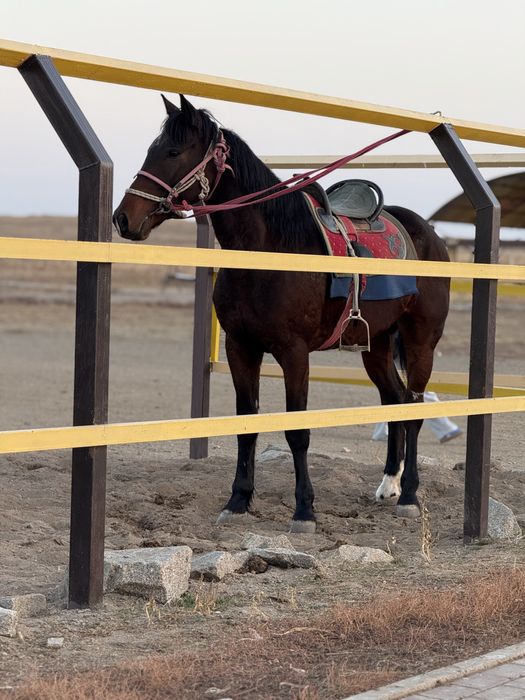 Продаю лошадь 100 % целый