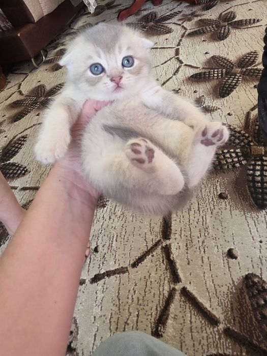 Продаются котята Скоттиш фолд