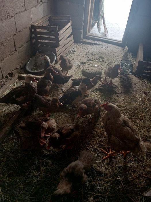 Продам индоутята