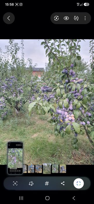 Vand prune de tuica si pentru gem