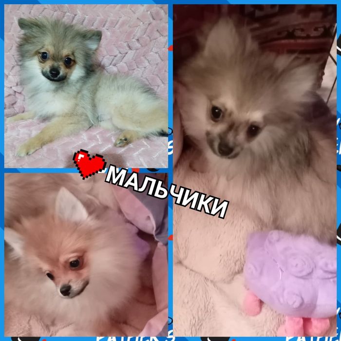 Продажа шикарных щенят померанского шпица миники!!! 
Возраст 4 месяца.
