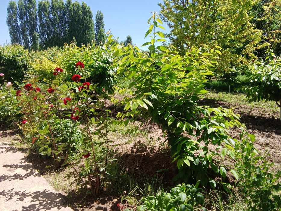 Дом в Бустанлыкском районе.