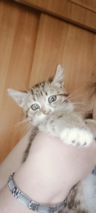 Пристраивается девочка в добрые руки ,лоток знает