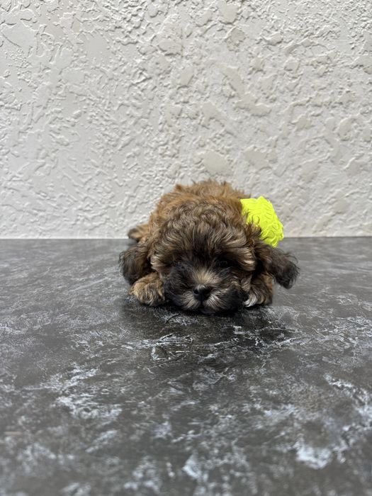 Продам щенков мальтипу, остались два мальчика.