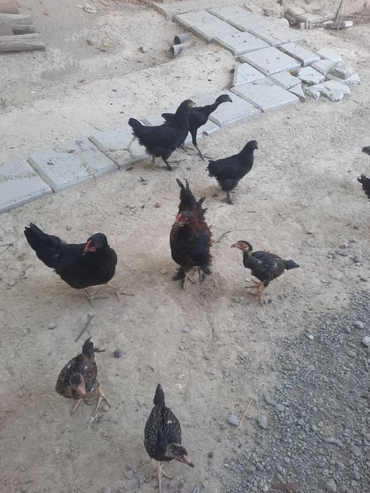 Домашний куры.срочно продам