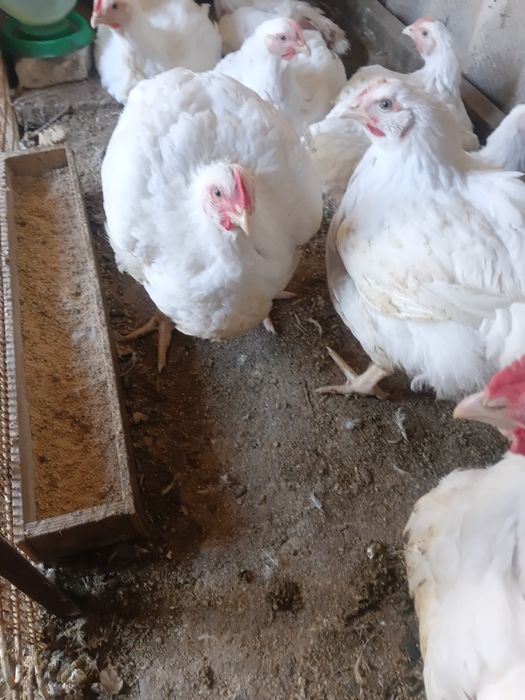Продам куриное мясо
