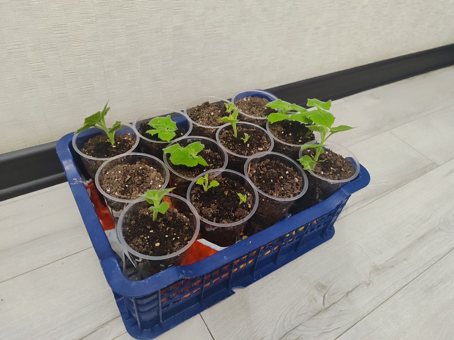 Саженцы павлония