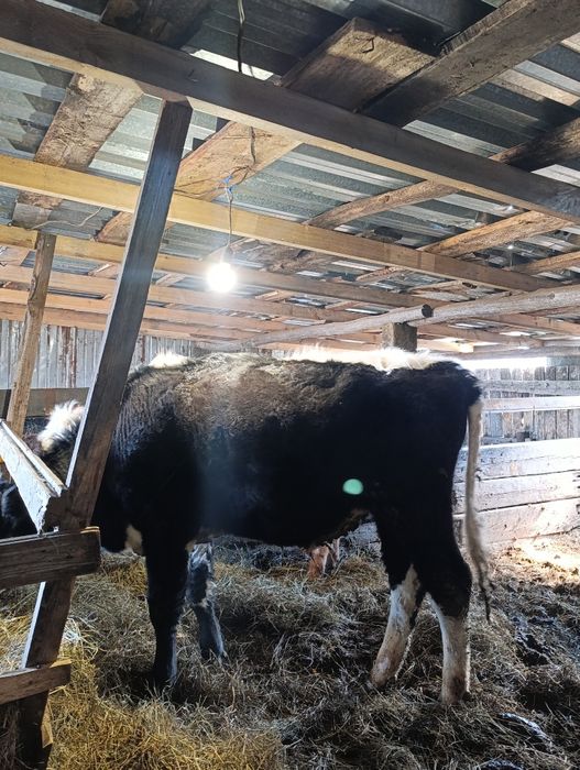 Продам двух  бычков