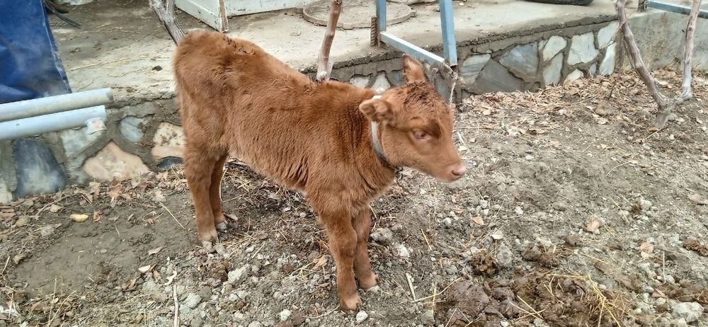 Жондор калсо олдига