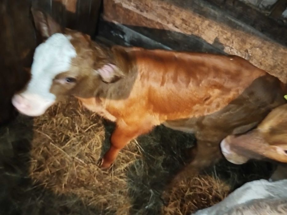 Продам телку 1,5 месяца