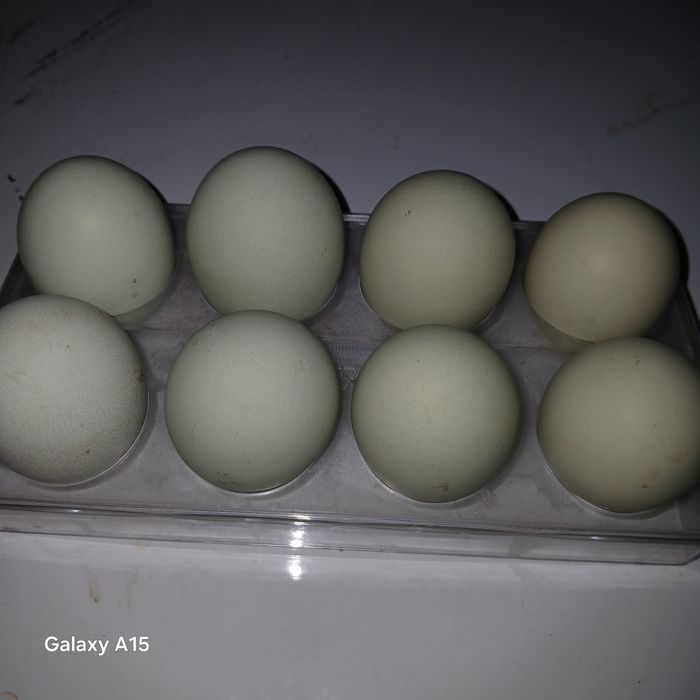 Ухейилюй товук тухимлари сотилади