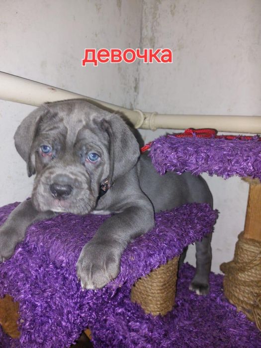 Щенки итальянского кане-корсо