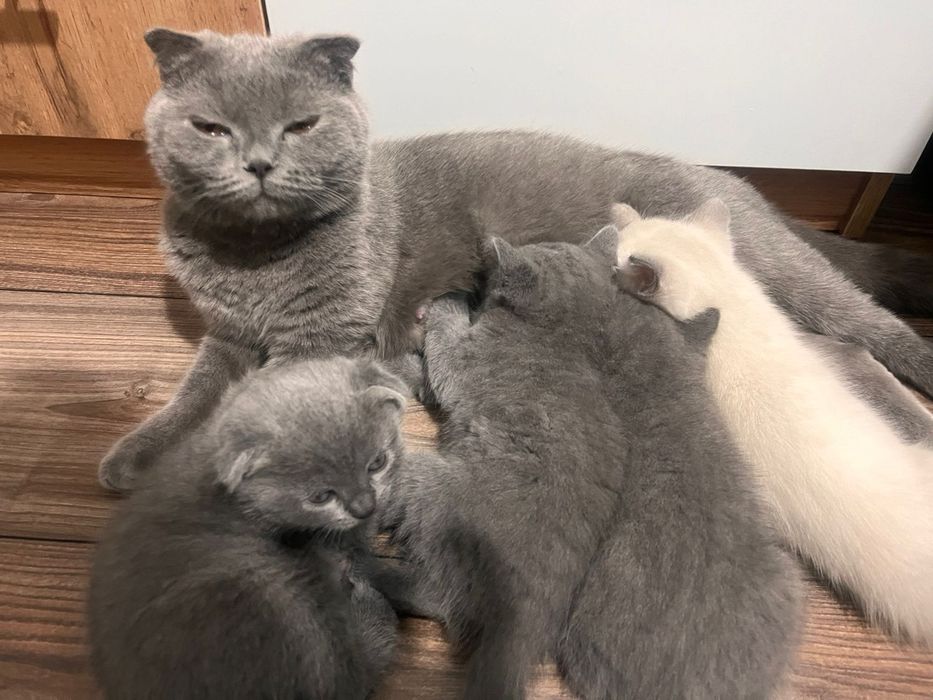 Продам не дорого котят