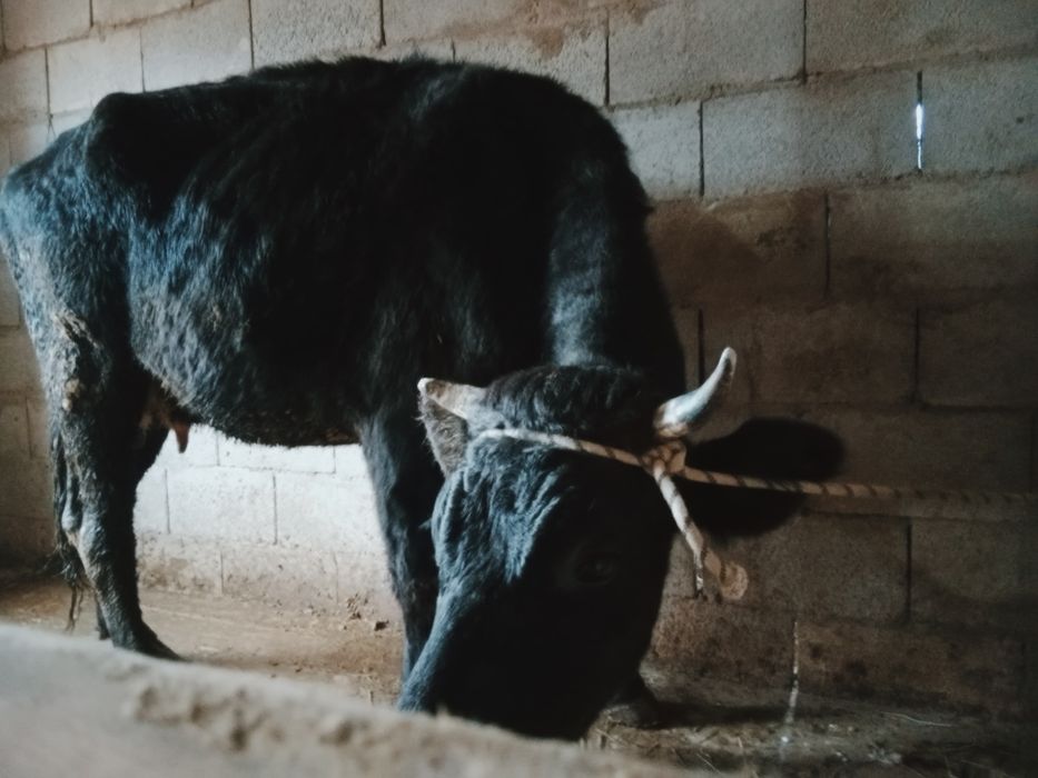 Құнажын сатылады