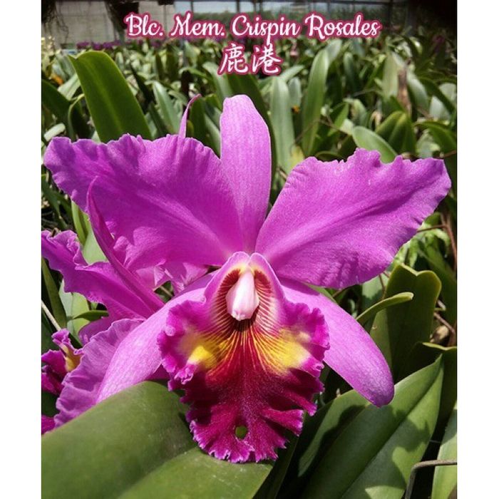 Каттлея крупноцветковая