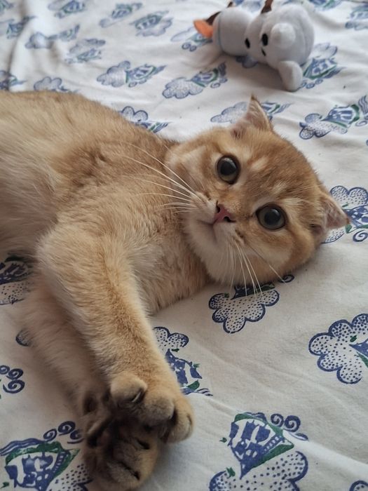 Золотая Шиншилла Девочка