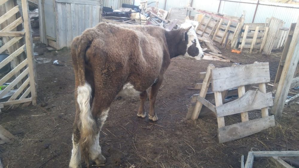 Сатылады 2 бас қашар сүтті тұқым екі бас бар