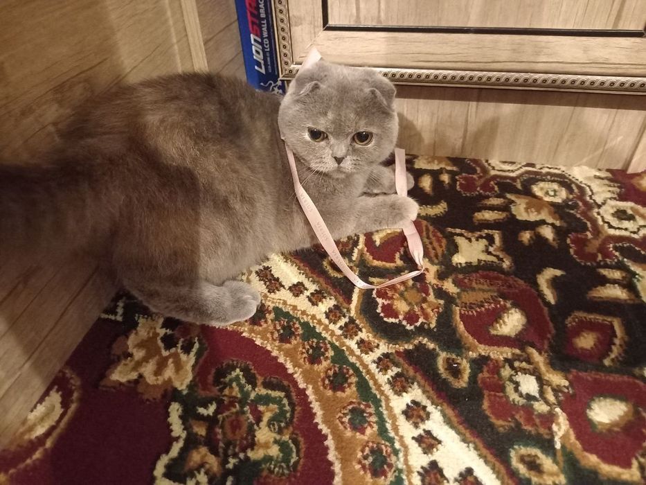 Скоттиш Фолд мушук сотилади!