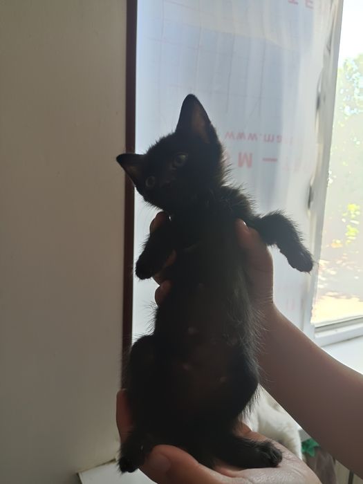 Отдам котят в хорошие руки