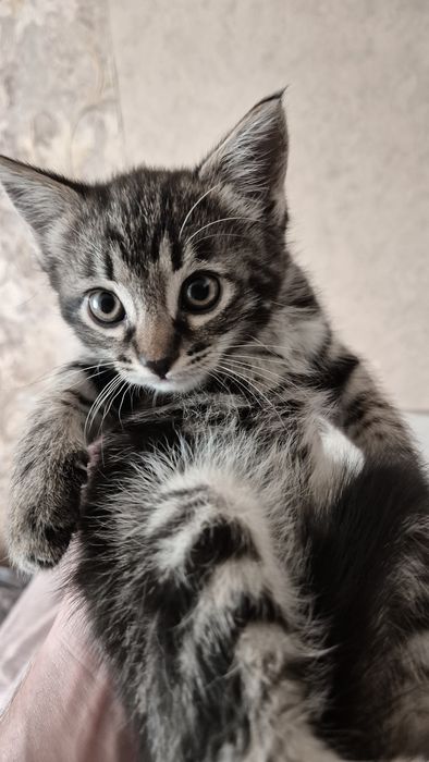 Отдам в добрые руки!