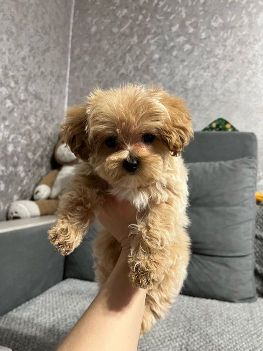 Замечательные детки Мальтипу