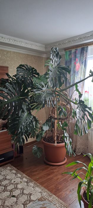 Цветок комнатный Монстера