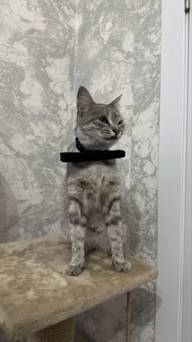 Кошка Косоглазка в добрые руки