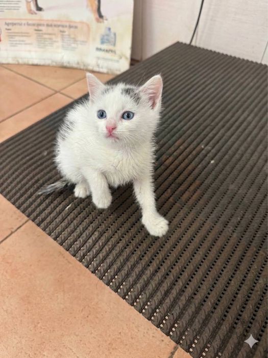 ПОДАРЯВАМЕ МЪЖКО КОТЕ обезпаразитено с хигиенни навици