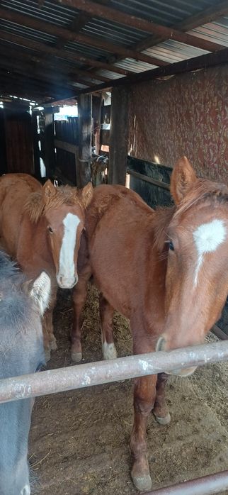 Лошади жеребята бие