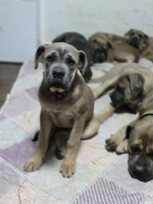 Cane Corso cu Pedigree