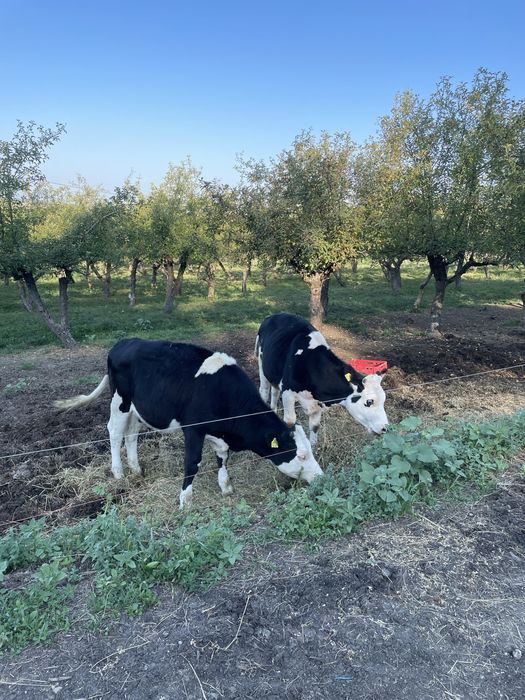 Vand juninca baltata pe negru