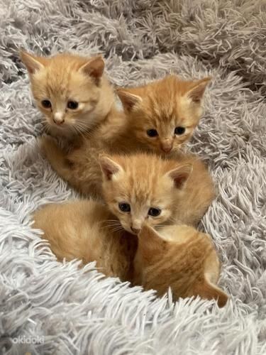 Рыжие котята в добрые руки
