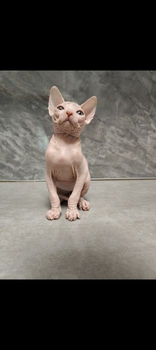 Котята канадский сфинкс
