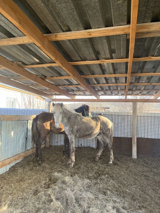 Тай сатылады еркек