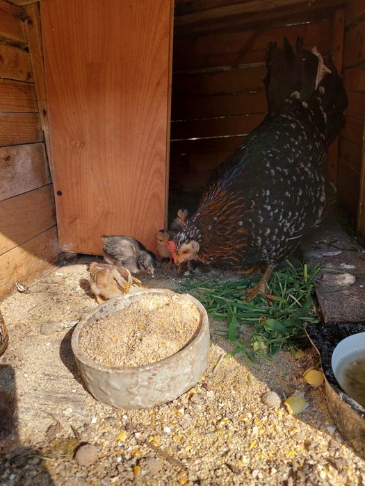 Vând closca iopana cu 6 pui