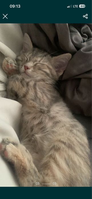 Котенок , 3 месяца