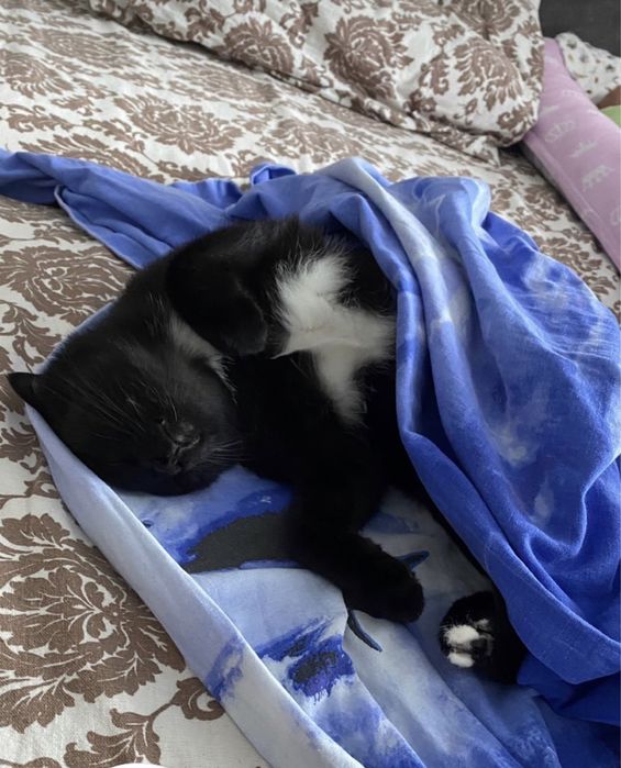 Отдам кошку